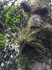 Tillandsia schiedeana