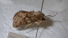 Dryobotodes intermissa