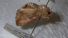 Sideridis unica