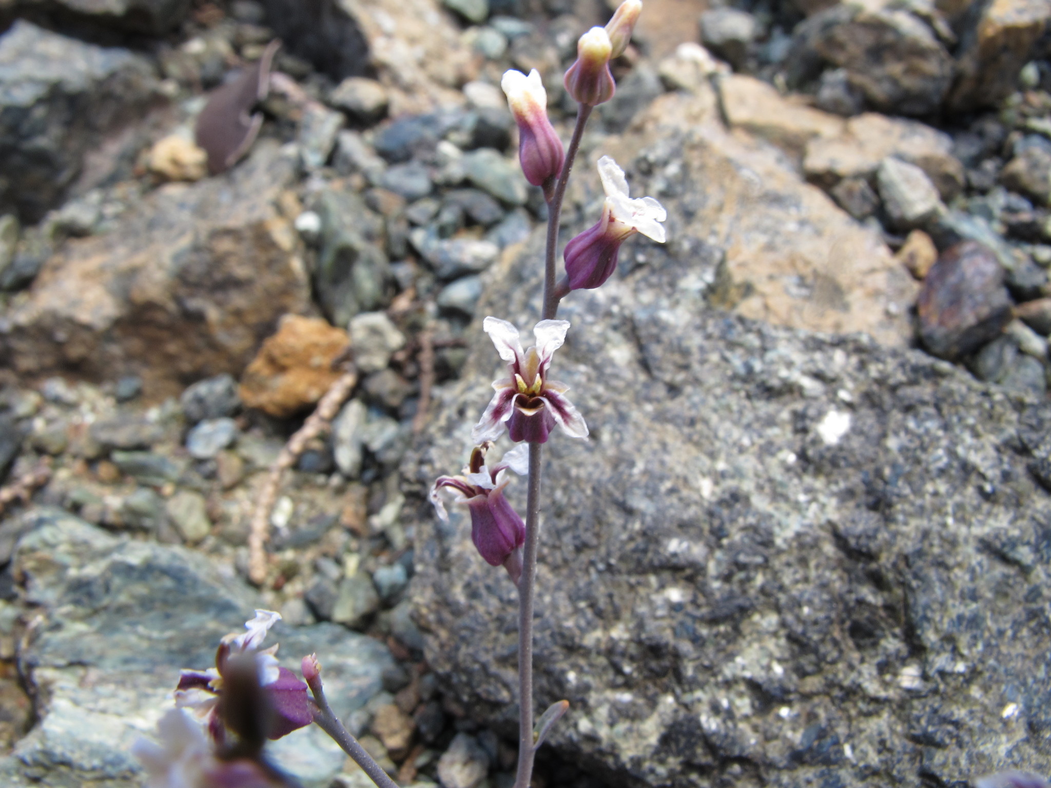 Streptanthus batrachopus
