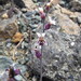Streptanthus batrachopus - Photo (c) Dan and Raymond,  זכויות יוצרים חלקיות (CC BY-NC-SA)