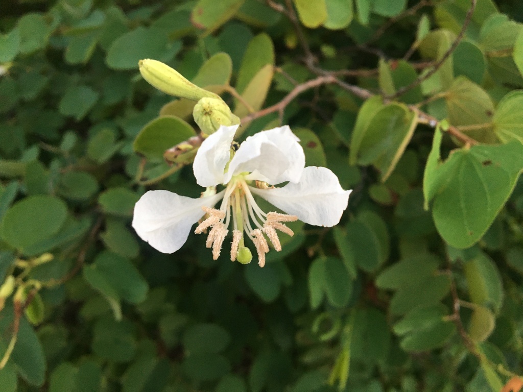 Bauhinia cheilantha