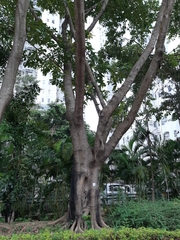 Ficus virens sublanceolata