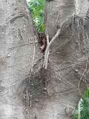 Ficus virens sublanceolata