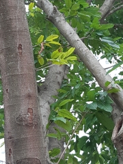 Ficus virens sublanceolata