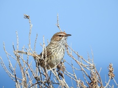Rufous Fieldwren photo 3