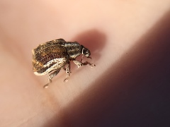 Iptergonus bifurcatus