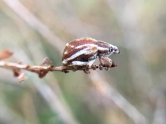 Iptergonus bifurcatus