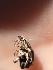 Iptergonus bifurcatus