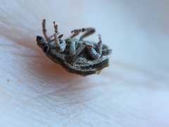 Iptergonus bifurcatus