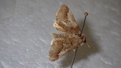 Protomiselia bilinea