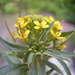 Wormseed Wallflower - Photo (c) anonymous, some rights reserved (CC BY-SA)