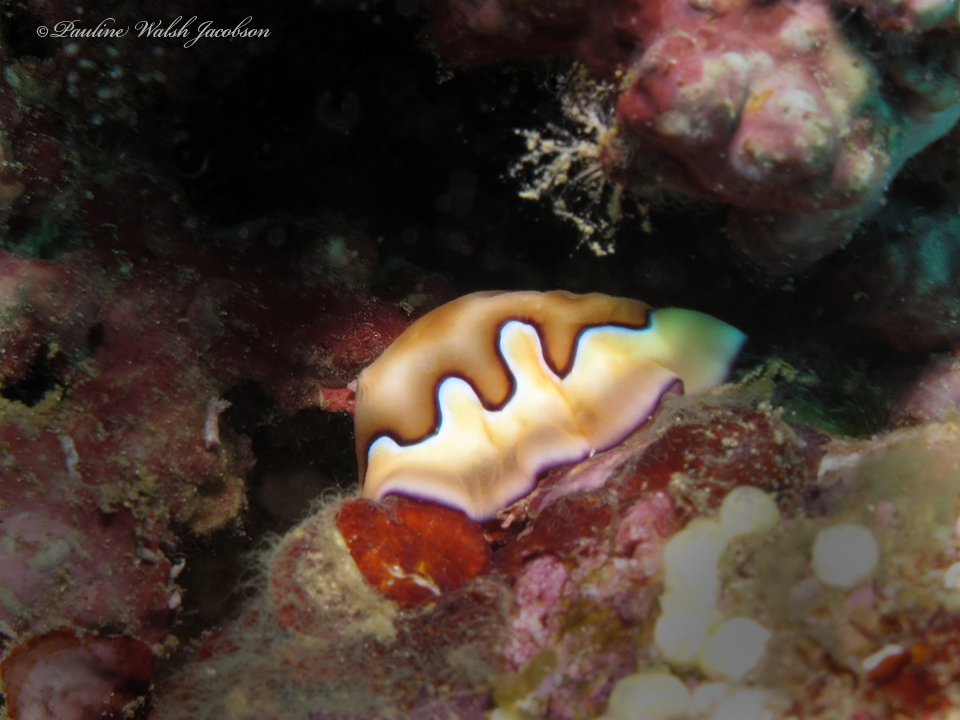 Coi's Goniobranchus