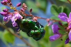 Calomacraspis splendens