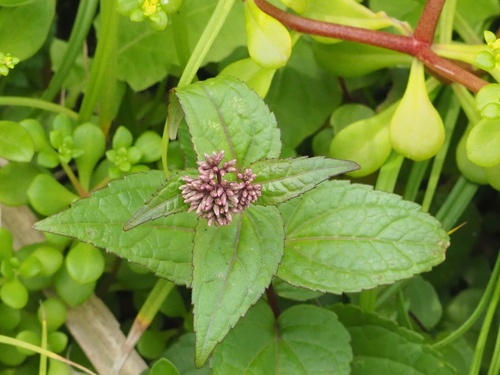 Eupatorium luchuense, photograph 2
