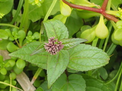 Eupatorium luchuense, photograph 葉子, CC0, iNaturalist via GBIF