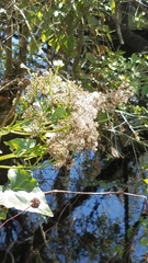 Mikania scandens image