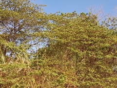 Muntingia calabura image