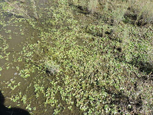 Disk waterhyssop (Bacopa rotundifolia)