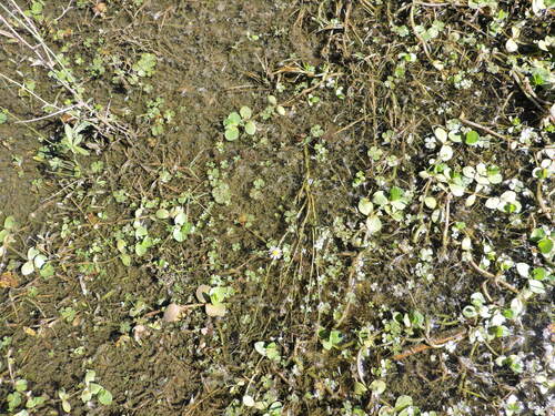 Image of Bacopa rotundifolia by (c) Favian Flores Medina, some rights reserved (CC BY)
