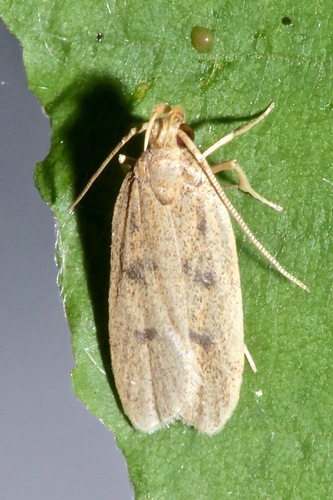 Glyphidocera septentrionella photo 5