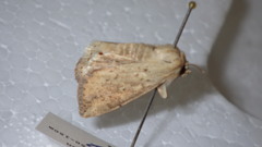 Mythimna flavostigma