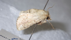 Mythimna flavostigma