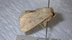 Mythimna placida