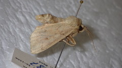 Mythimna placida