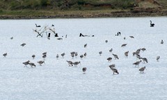 Limosa lapponica baueri