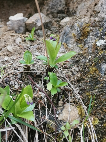 Image of Carniolan Primrose (Primula carniolica) by (c) Ljaž, some rights reserved (CC BY)