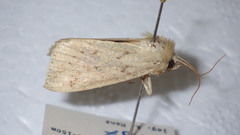 Mythimna placida