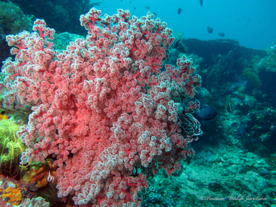 Cherry Blossom Coral