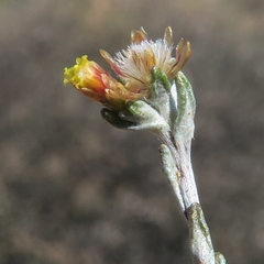 Helichrysum asperum