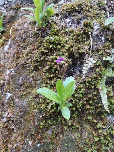 Primula carniolica (Primula carniolica)