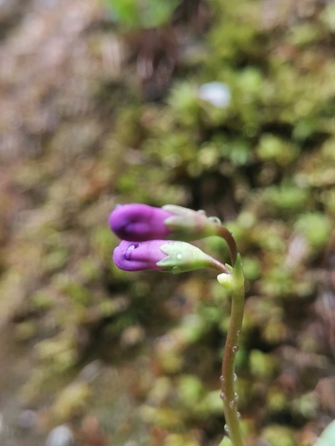 Image of Primula carniolica by (c) Ljaž, some rights reserved (CC BY)