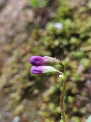 Primula carniolica, photograph (c) Ljaž, some rights reserved (CC BY)