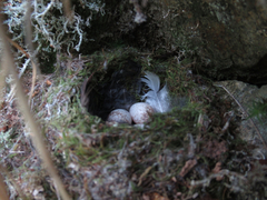 Petroica macrocephala