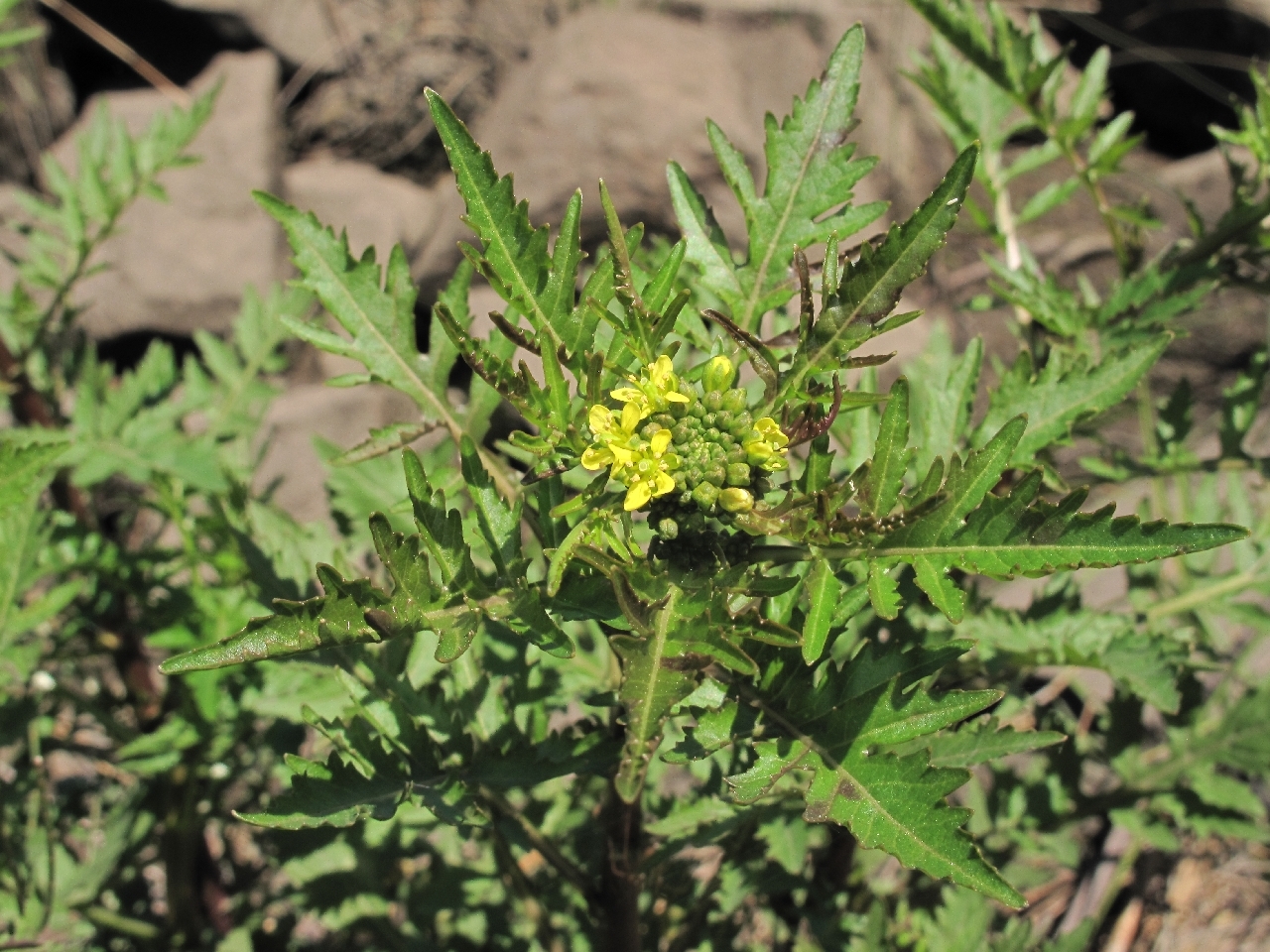 Bog Yellowcress Rorippa Palustris Inaturalist Ca