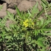 Rorippa palustris - Photo (c) eyeweed,  זכויות יוצרים חלקיות (CC BY-NC-ND)