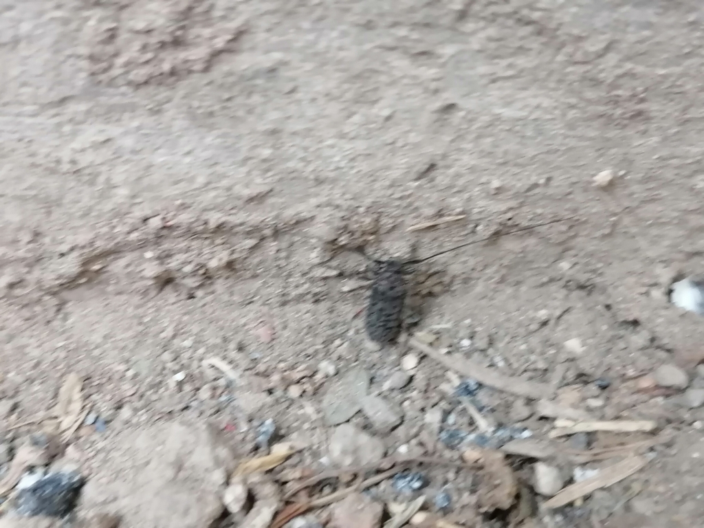 Hyperplatys pardalis