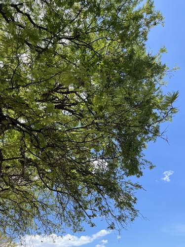 Tamarindus indica - Leaves