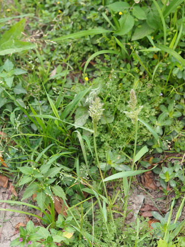 Polypogon fugax