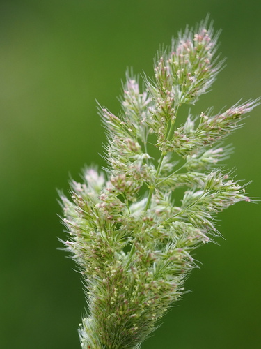 Polypogon fugax