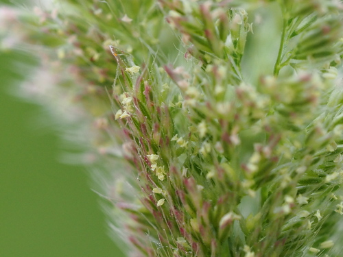 Image of Asian Minor Rabbit’s-Foot Grass (Polypogon fugax) by no rights reserved