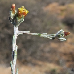 Helichrysum asperum