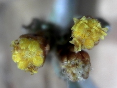 Helichrysum asperum