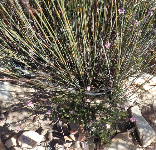 Image of Acmadenia maculata by (c) Nicola van Berkel, some rights reserved (CC BY-SA)