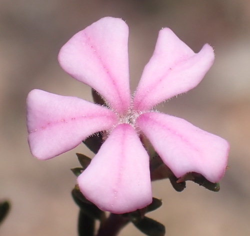 Blackspot Porcelainflower (Acmadenia maculata)