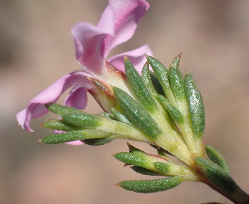 Image of Acmadenia maculata by (c) Nicola van Berkel, some rights reserved (CC BY-SA)